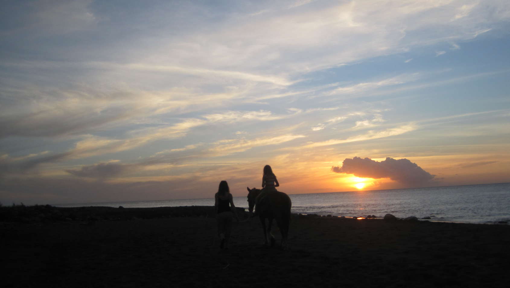 horse1